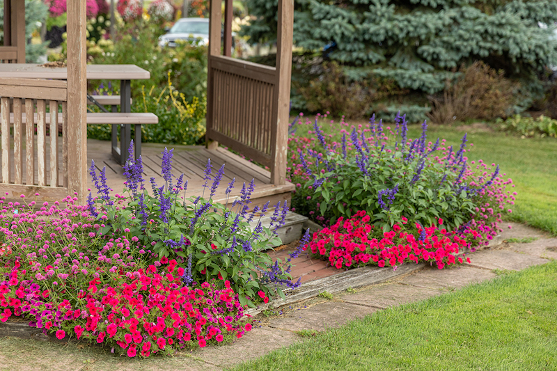 The Best Native Plants for Your Climate