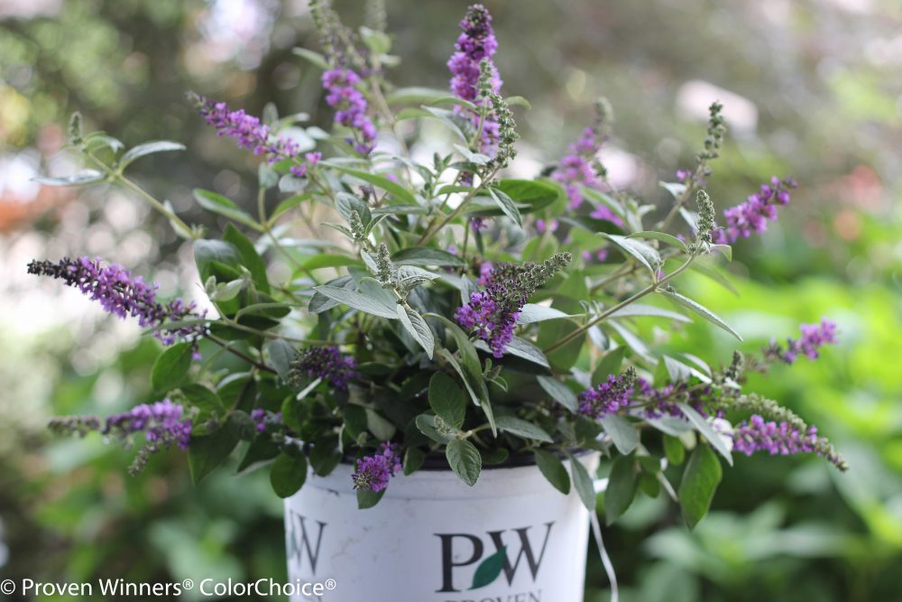 purple-flower-plant