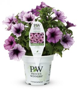 provenwinner_purple_flower