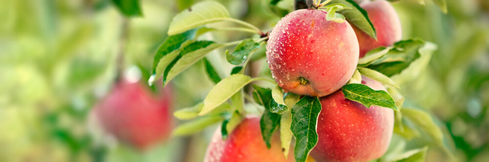 3 Must-Haves For Your Fruit Garden