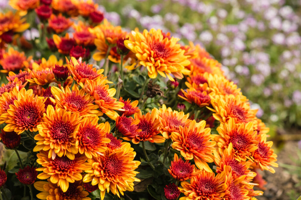 Best Flowers to Plant in Your Garden in the Fall