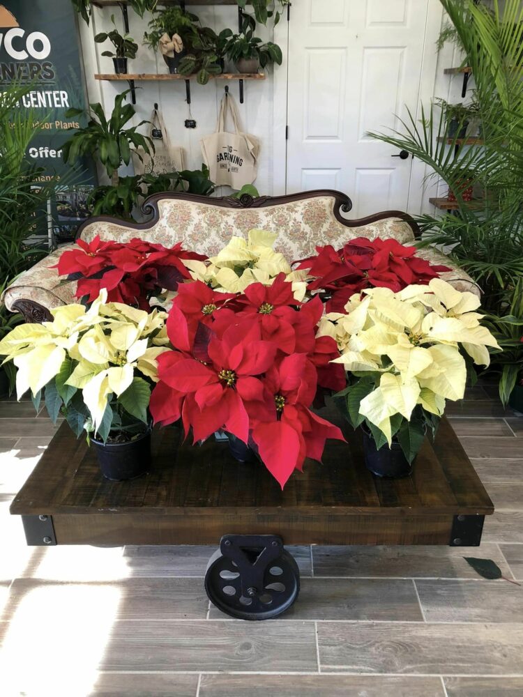 Two Easy Tips to Care for Your Poinsettias