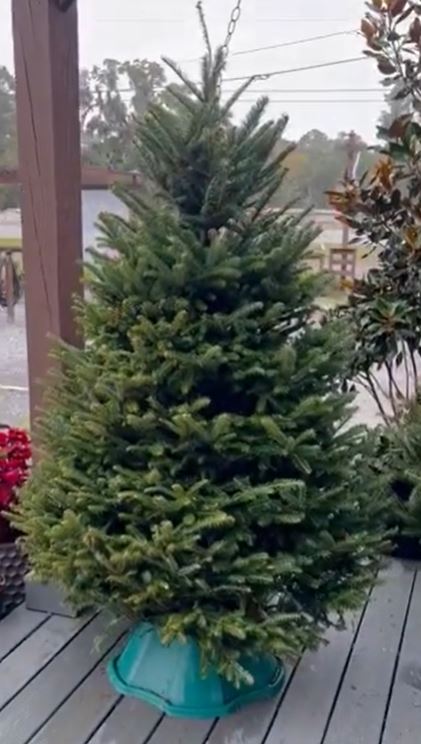 Fraser fir christmas clearance trees